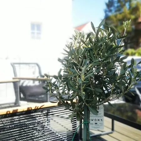 Homelig 1 Altstadt * Sassnitz